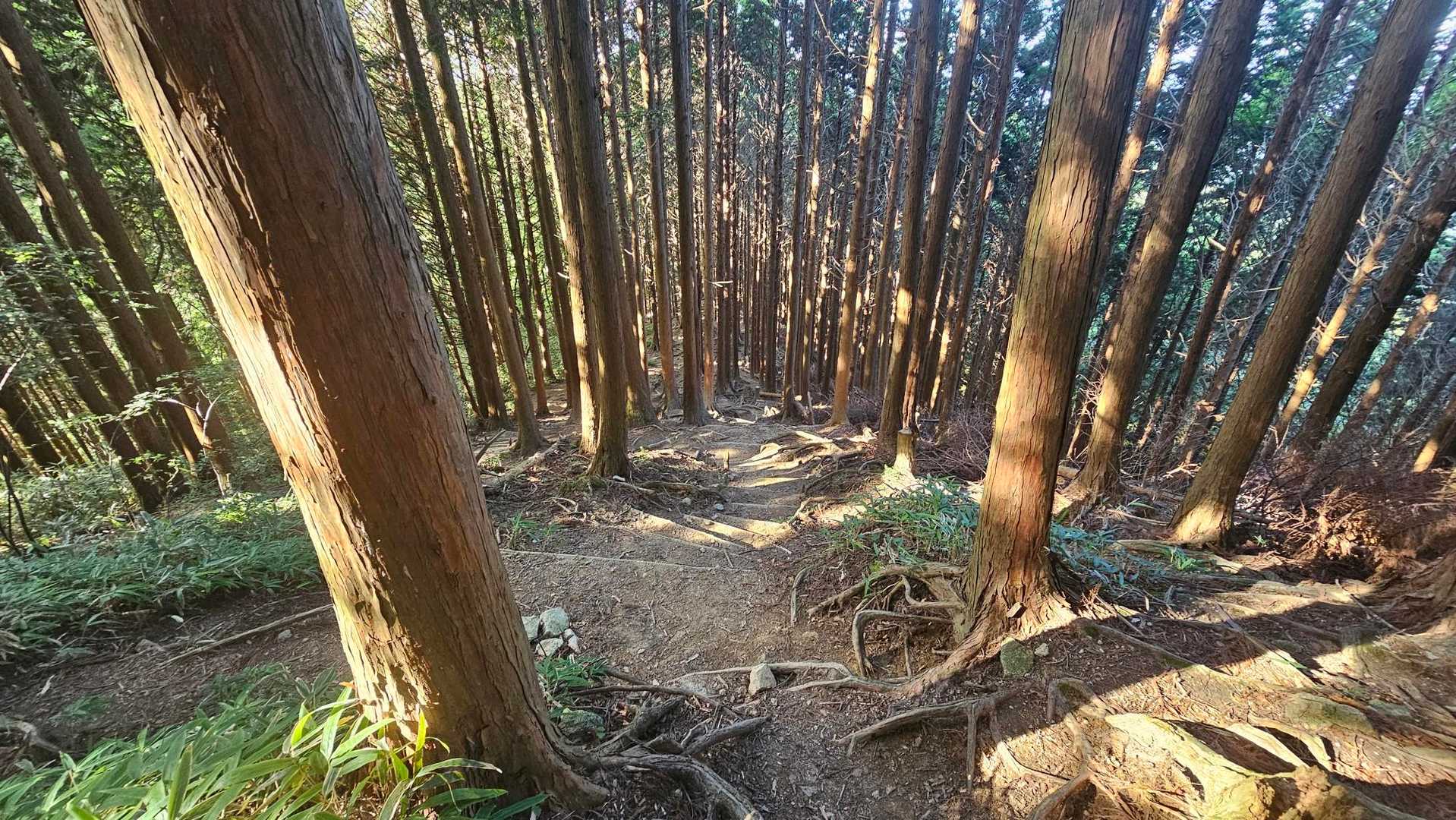 文殊尾根はこんな感じで歩きやすい