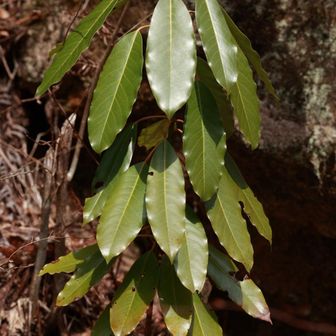 ？
帰りにお猿さん2匹が山側を歩いていました。
しばらくご一緒しましたw