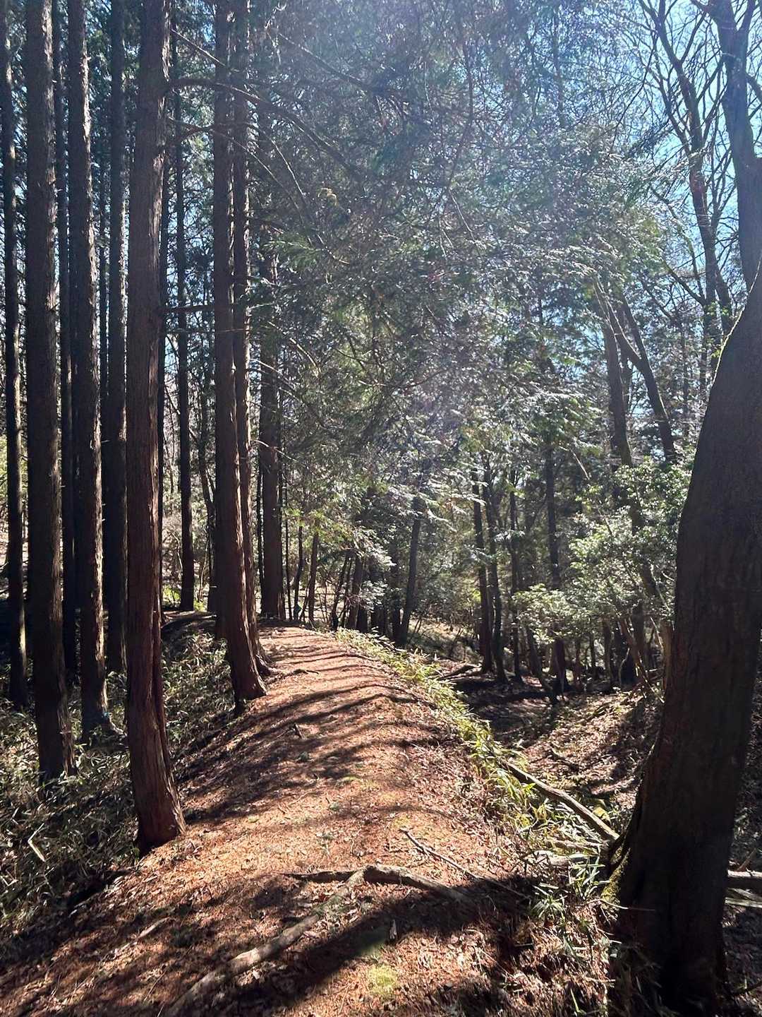 多度山 の あの道に似ている