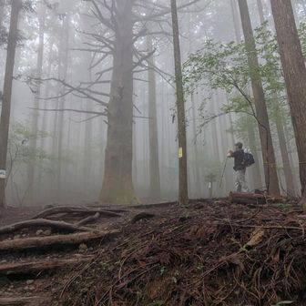 大杉の広場