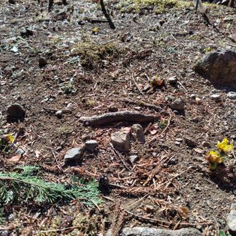 福寿草が咲き始めていました