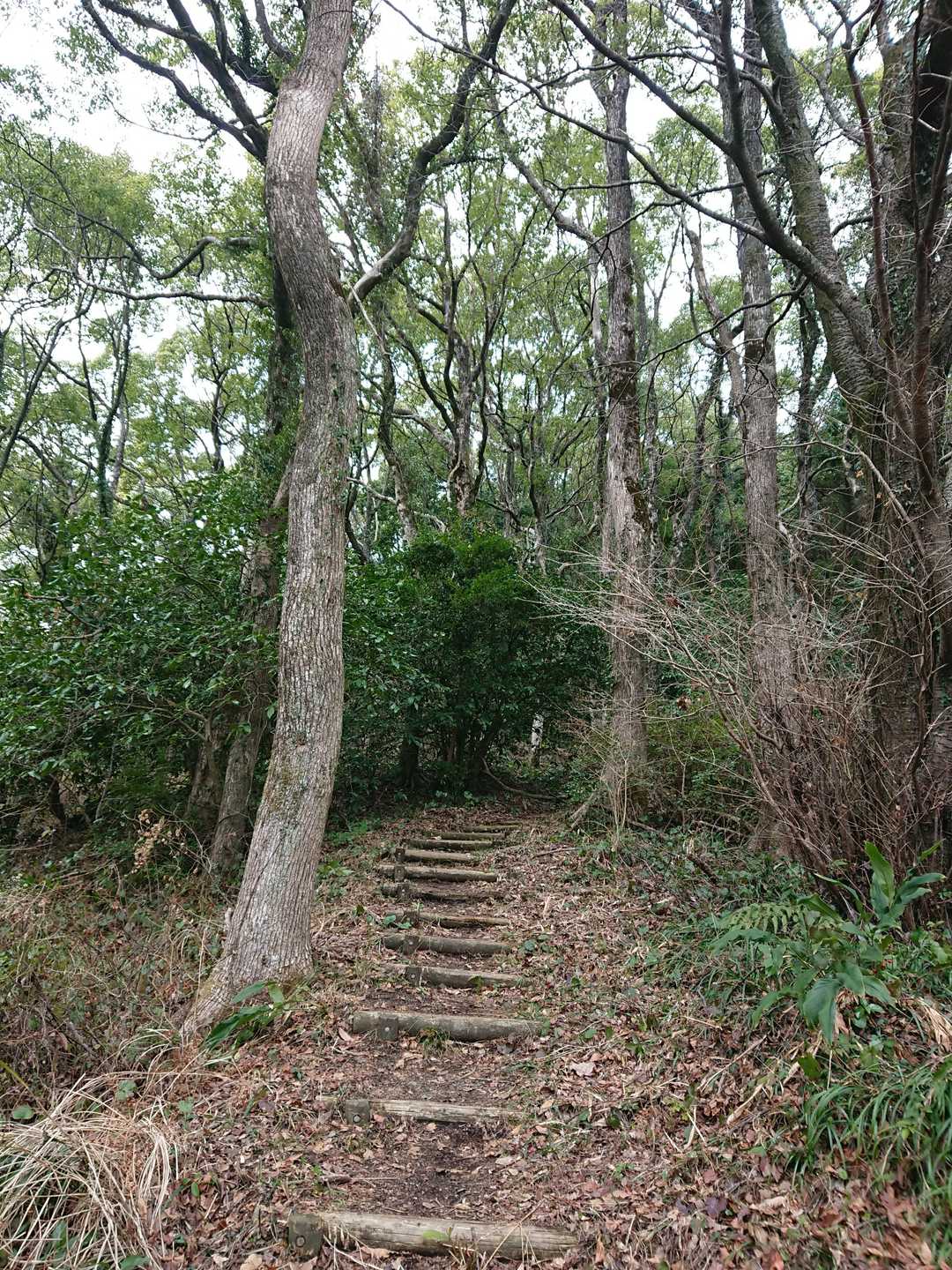 さあ ここからが 鬼の鼻山の登山道になります やっぱり 丸太が並んでいます 長くは有りませんけど 何故か煩わしい😅