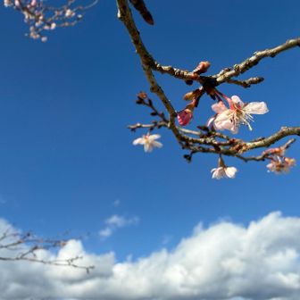 桜が🌸