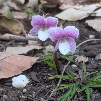 自然遺産の森、初めてお目にかかったエイザンスミレ
周辺には色んなスミレさんに会えた✨
