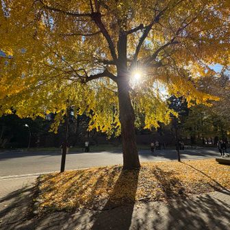 銀杏は東京の木らしい
