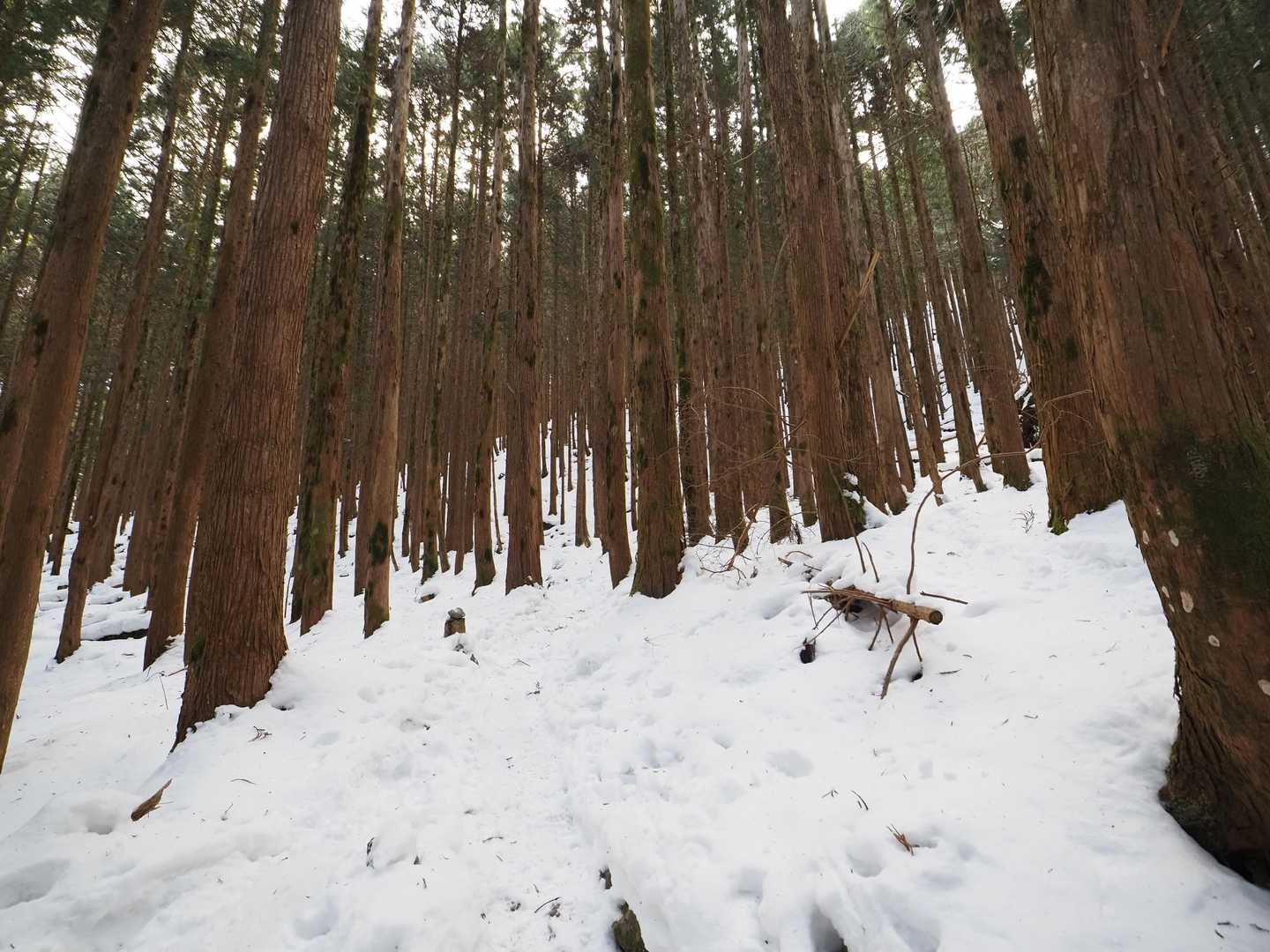 三嶺 往復コースの写真