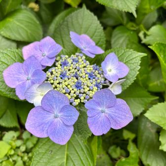 こういう紫陽花いいわ
ガクアジサイって言うんだっけ？