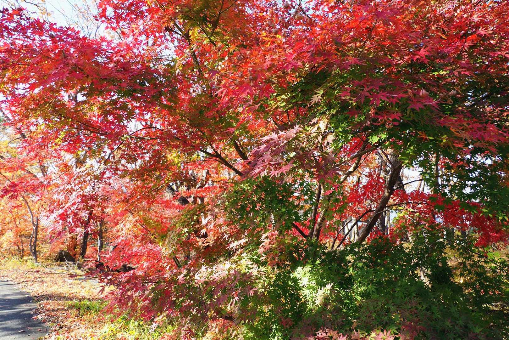 そろそろ11月も半ばですが、紅葉の進み具合が順調とは言えない。