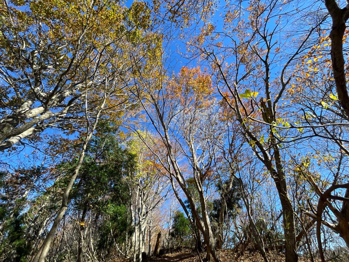 姫路コース登山口-扇ノ山 往復コースの写真