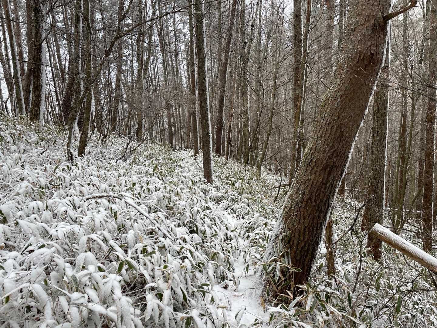 道が急になくなるのやめてよね〜

急に不安になる🫨

仕方がないな〜

笹をかき分け、山道を行く🏃‍♂️💨