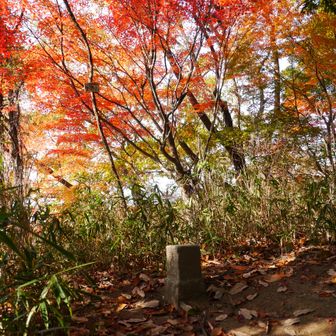 山頂はこんな感じ