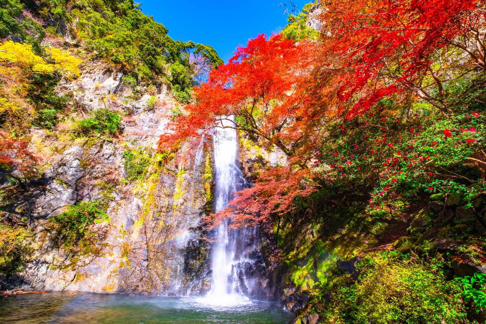 山のおもてなし｜箕面の森トレッキングの写真