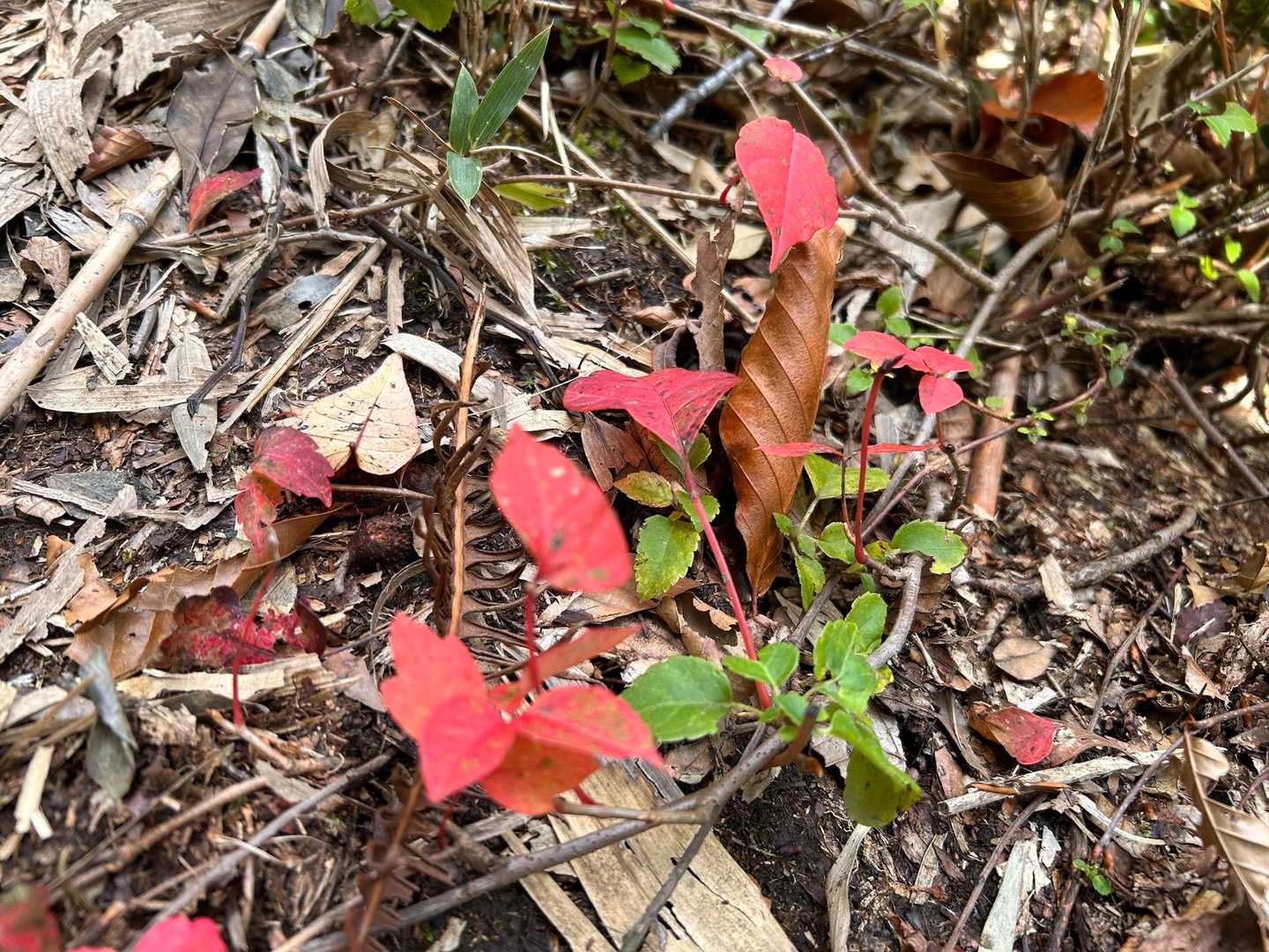 🍂
