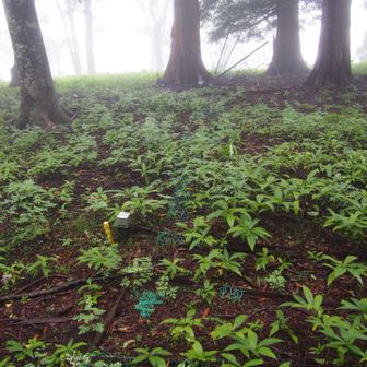 この辺りが蓬平山頂