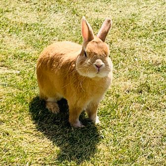 ウサギドアーフ