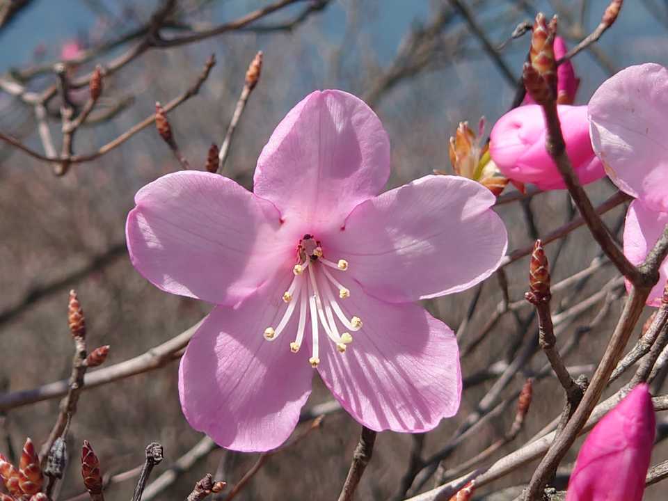 アップ
一番のべっぴんさん(^_^)

この花にも虫！
写真見て気づきました。