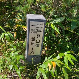 昭和湖見ながら帰ろかと思ったけど、階段登りが嫌で裏掛けから下山します(  . .)"
