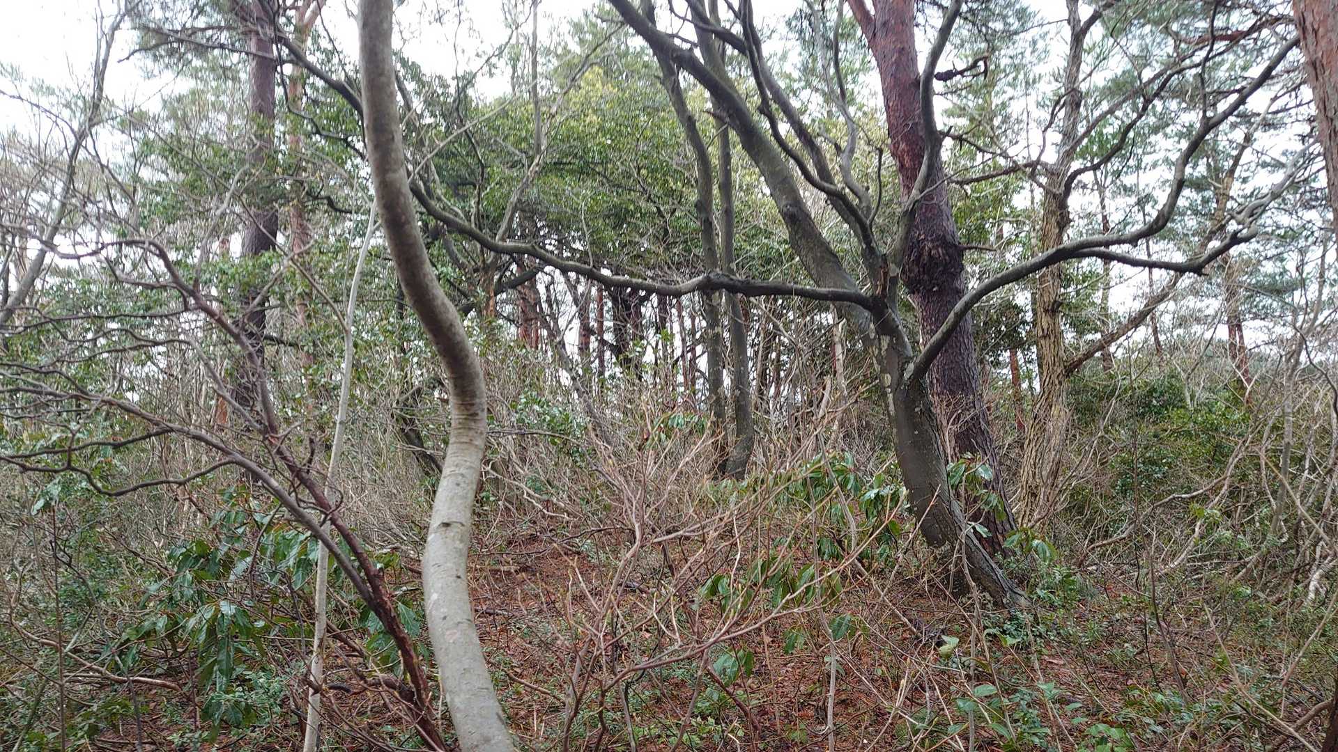 藪を掻き分け秋取山⛰山頂
標識は無い！？