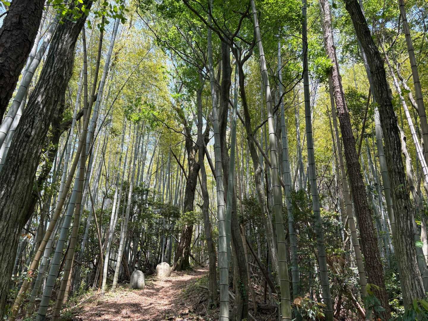 竹林がいいね
