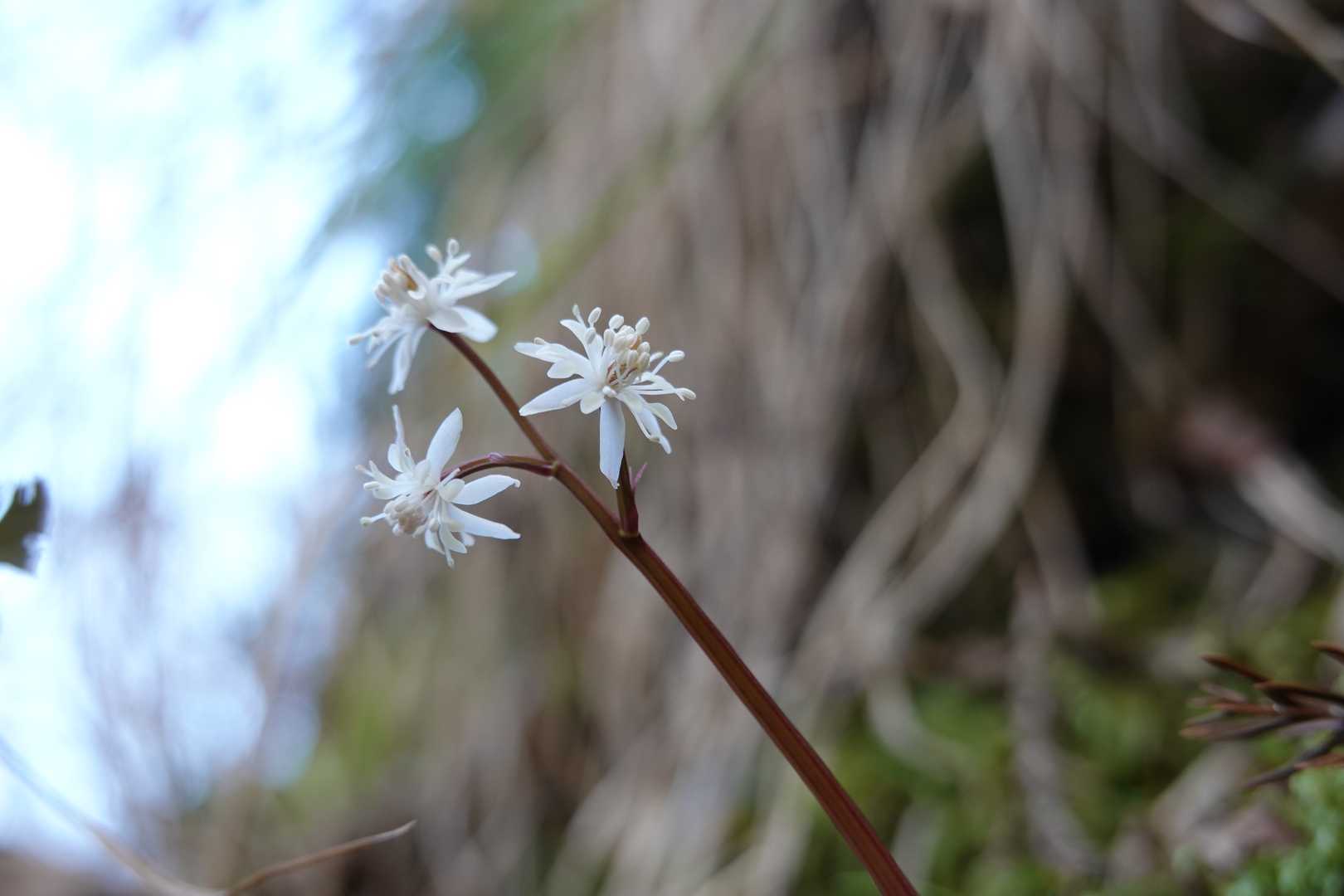 雄花