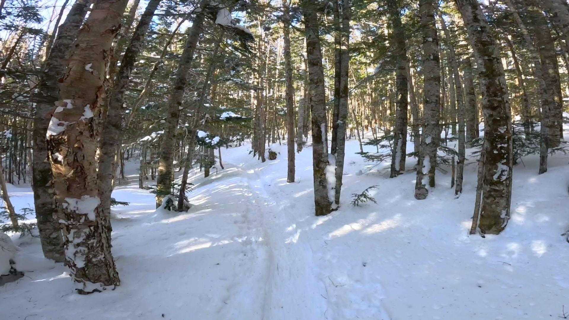 さて先へ、樹林帯