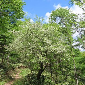 角間峠のズミの大木🌳