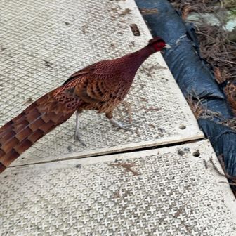 まだ ついてくる…