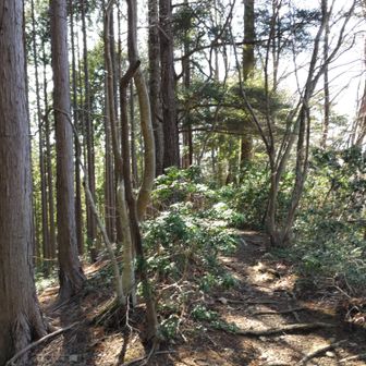 登ります。どうやらこの辺りが殿上山のようですが