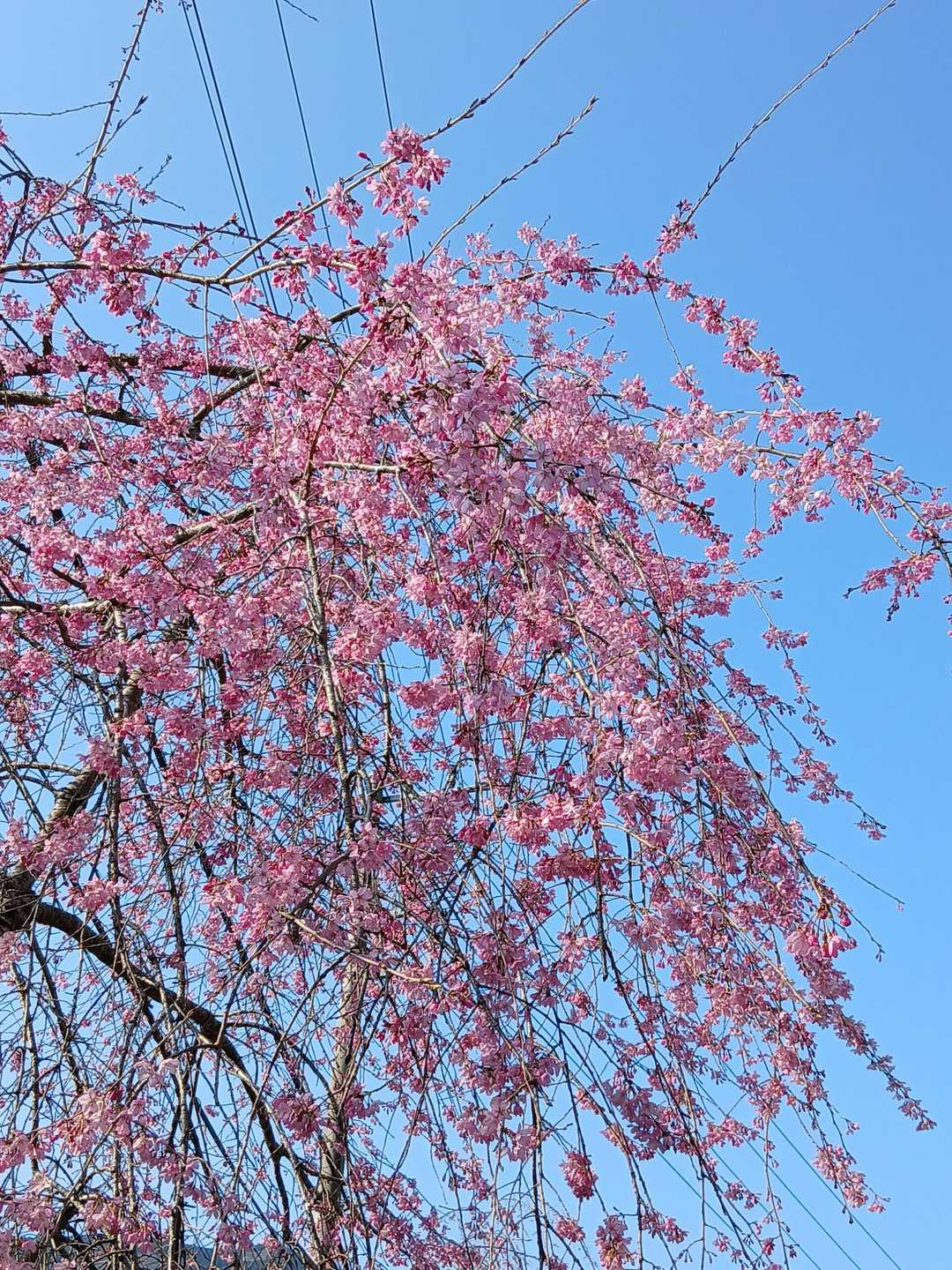 沿道のしだれ桜もきれい