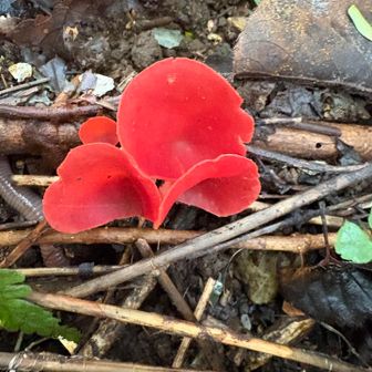 鮮やかな赤🍄‍🟫
形はキクラゲに似ている
命名
悪魔の耳タブ