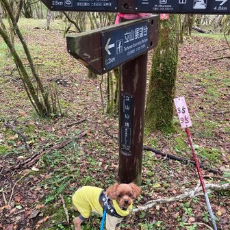 先程の標識に戻ってきました。
「立山山頂」小さすぎ🤣