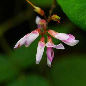 種類はハッキリしないけど、
ハギ属の花みたいね。