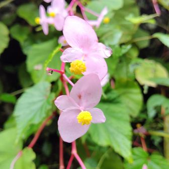 秋海棠。いつまで、晴れてる日に会いたいな。訪虫花かな。見てみたい。