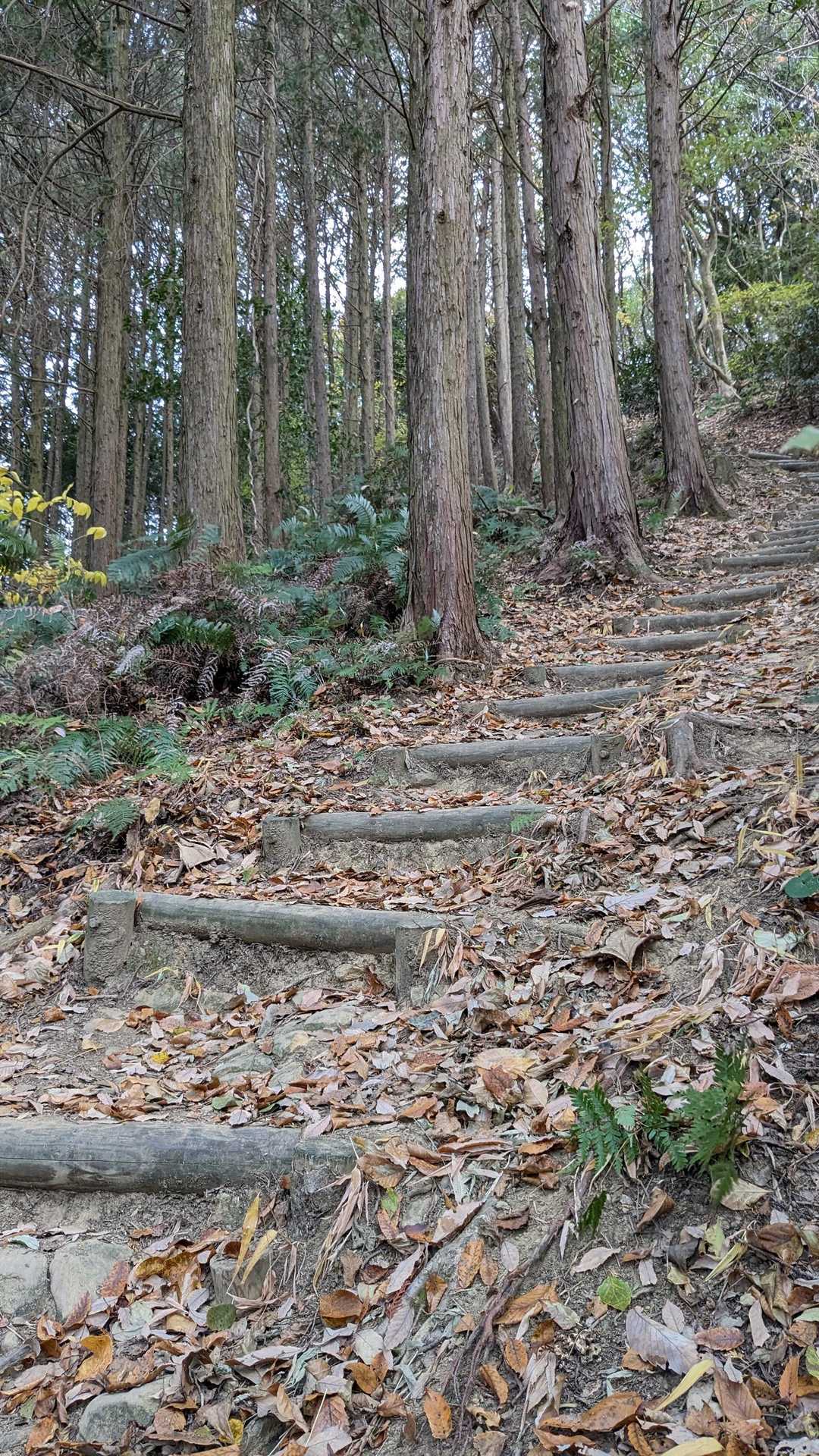 長い階段が待ち受けてます。