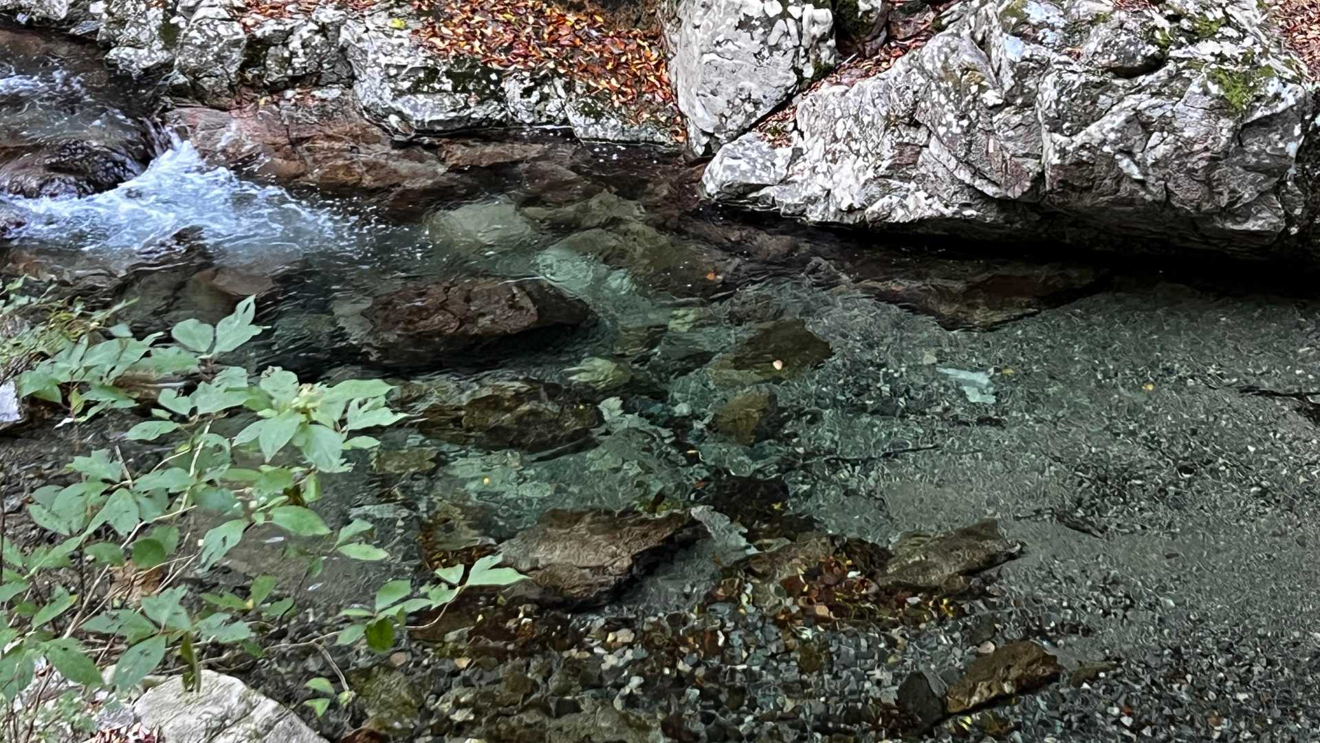 綺麗な川