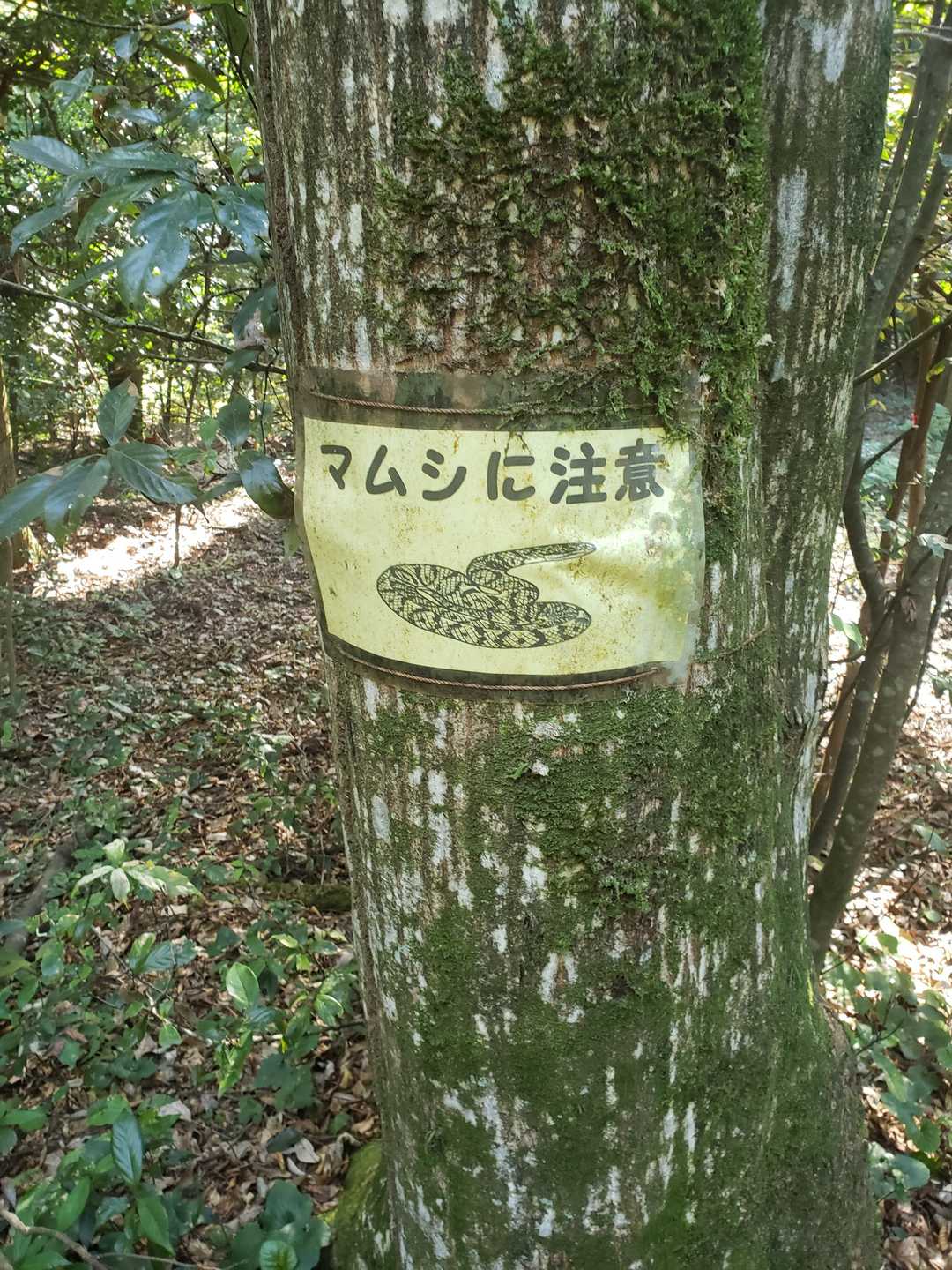 野村山-野村坂-大谷山 周回コースの写真