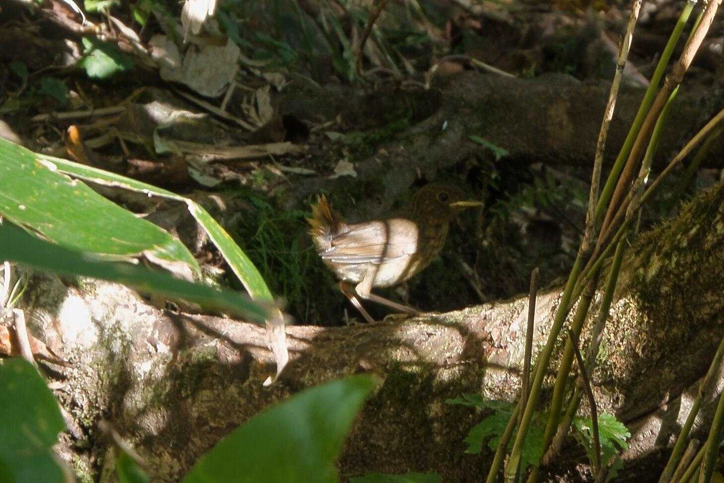 まだ上手に飛べないひな鳥が近くで練習中🐤
なんだか応援したくなる光景です📣