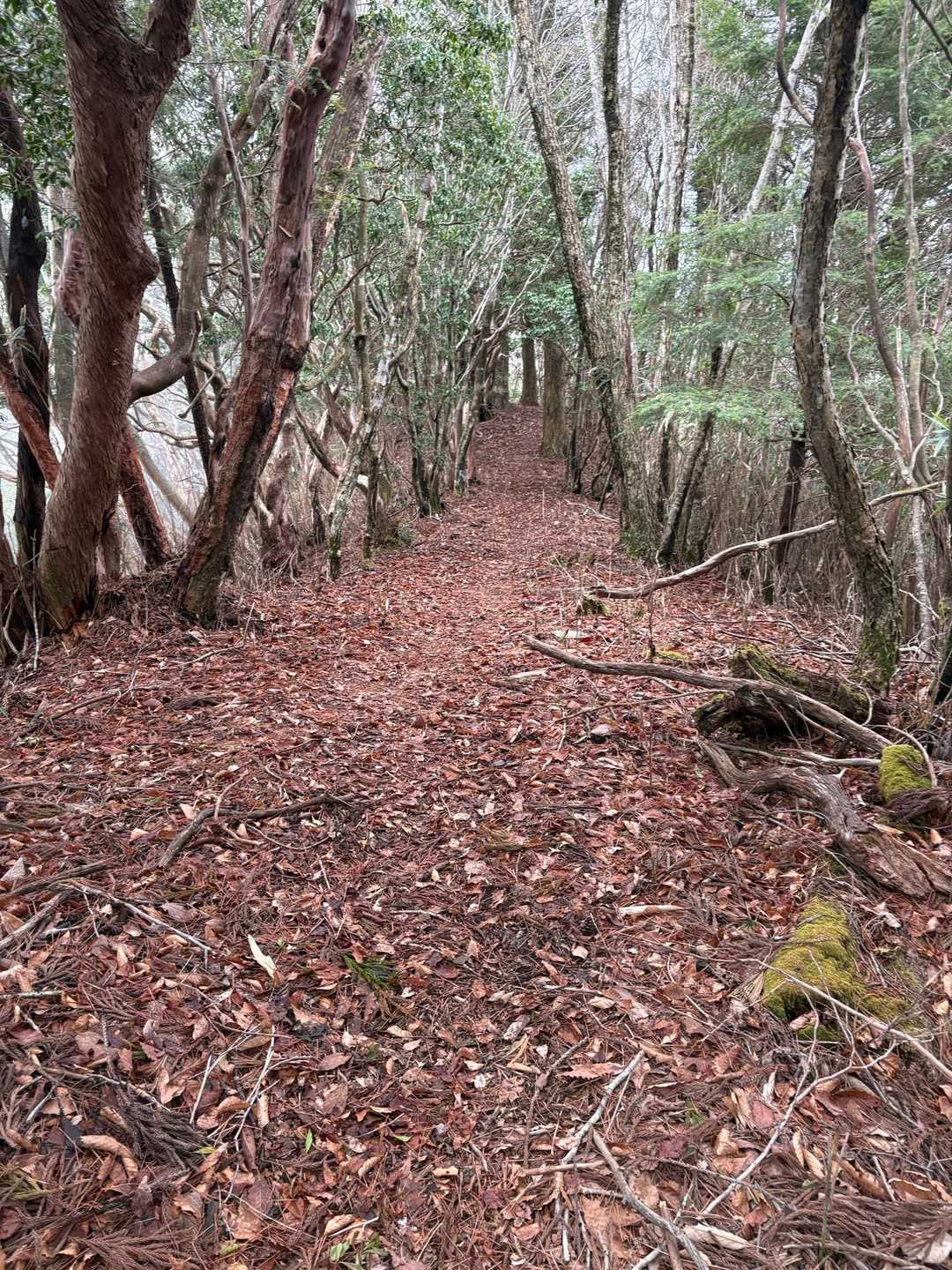 快適な登山道かな🎶と思いきや