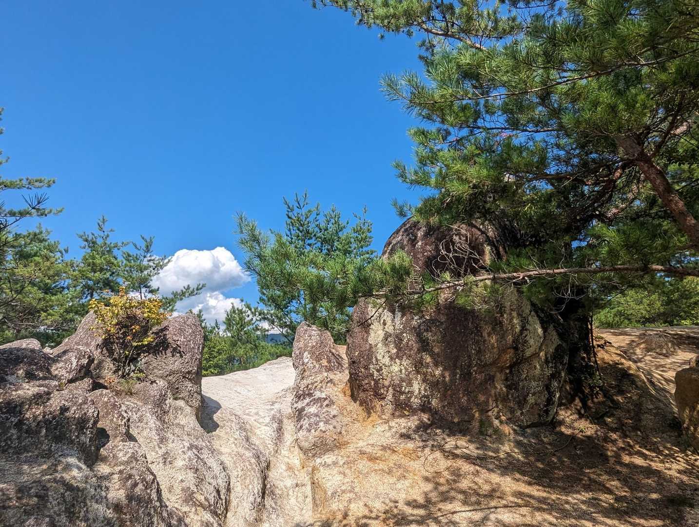 八王子山 往復コースの写真