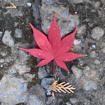 かえでの葉🍁