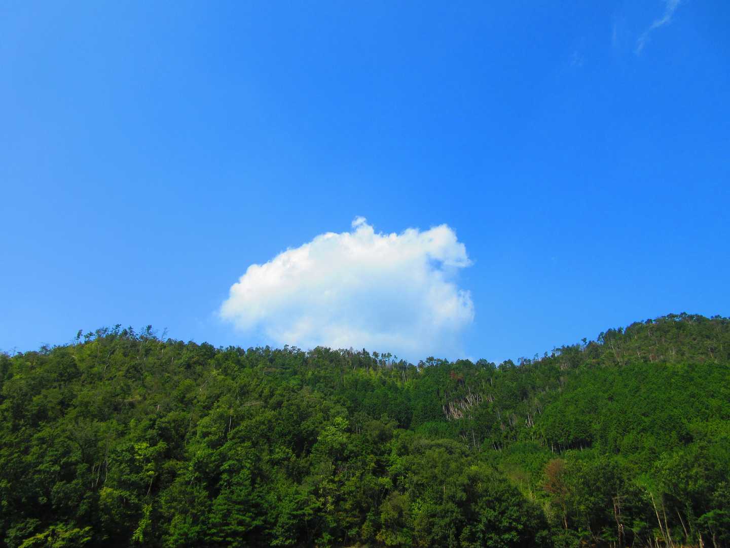 京見峠-上ノ水峠-仏栗峠-福ヶ谷林道登山口-白雲橋-槙ノ尾 縦走コースの写真