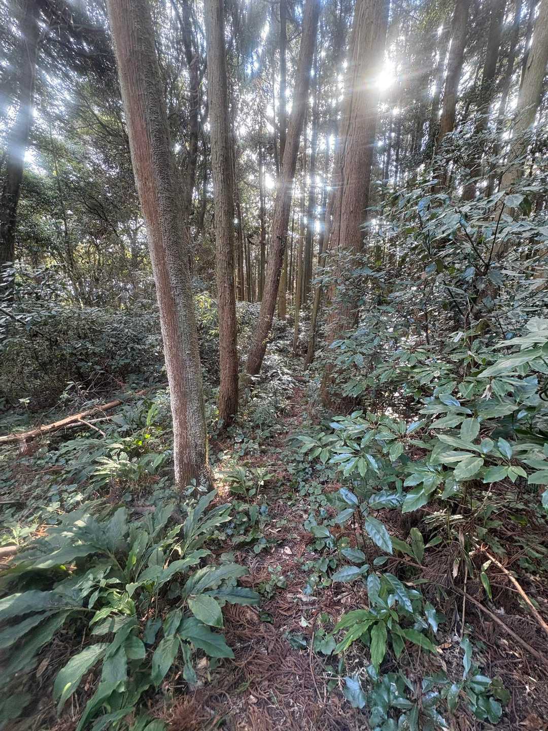 靡山へはこんな感じ
