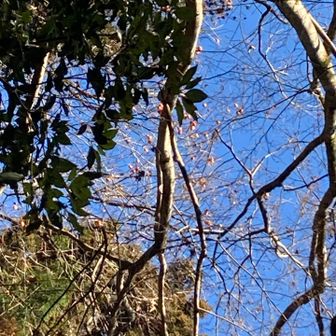 上を見るとありました😋
シブ柿かな…