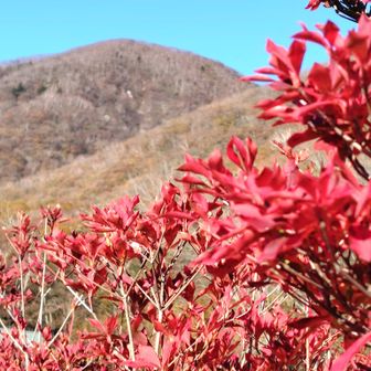 大沼におりたら、ドウダンツツジがきれい！後方は黒檜山
