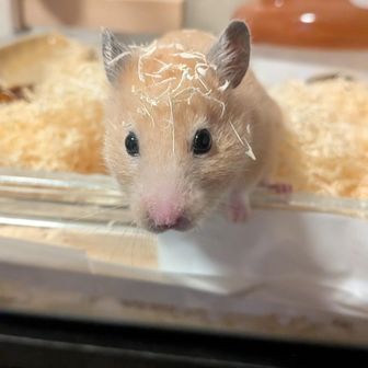 小倉・ザンギエフ・からあげ