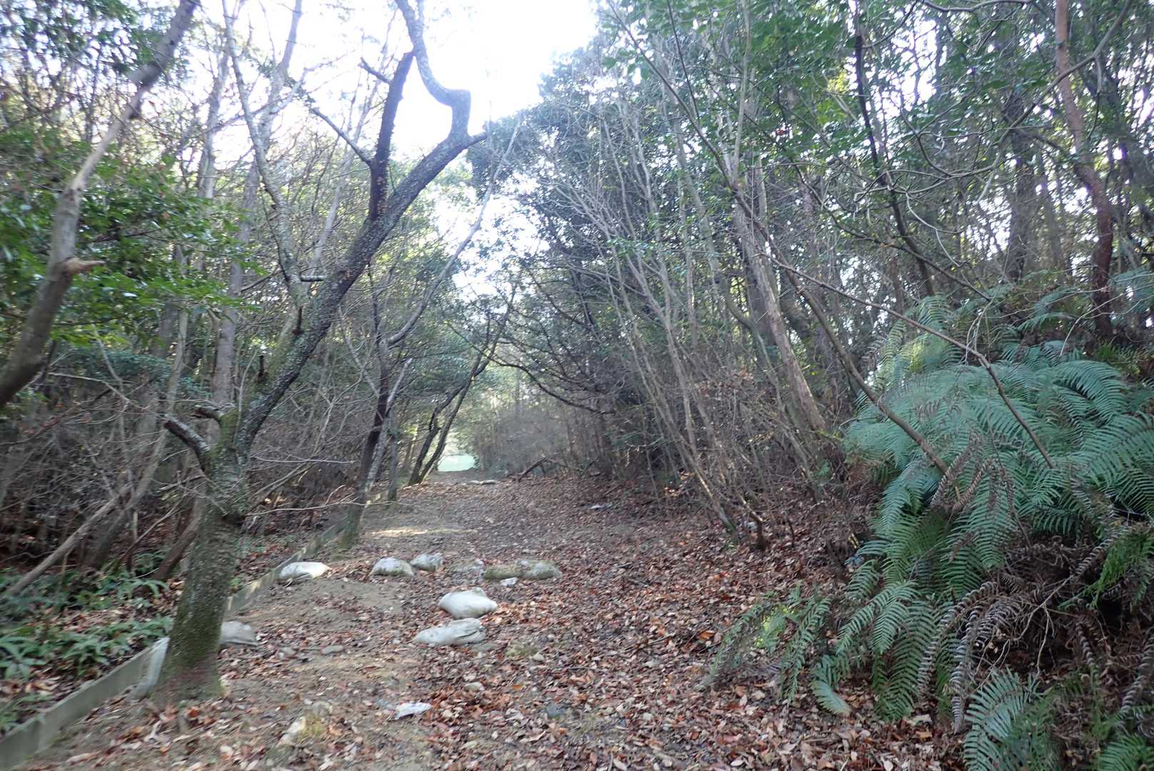 鉄塔巡視路みたいなところをちょいとのぼって