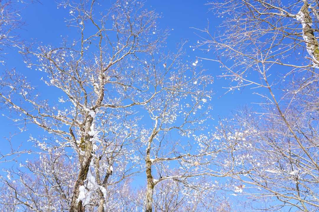 まるで花が咲いているみたいだった
よく見ると
小さなエビのしっぽになっていた
ここで途中からご一緒した方とランチ
色々とお話しして楽しいひととき