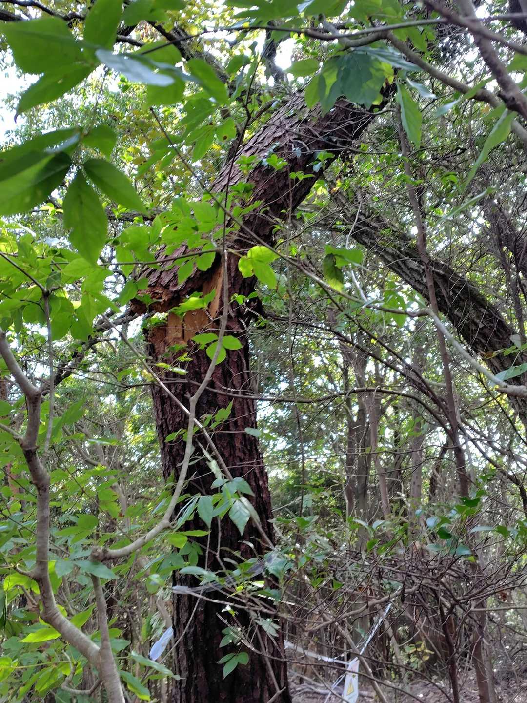 これ、折れたら大谷山山頂真ん中へドスン