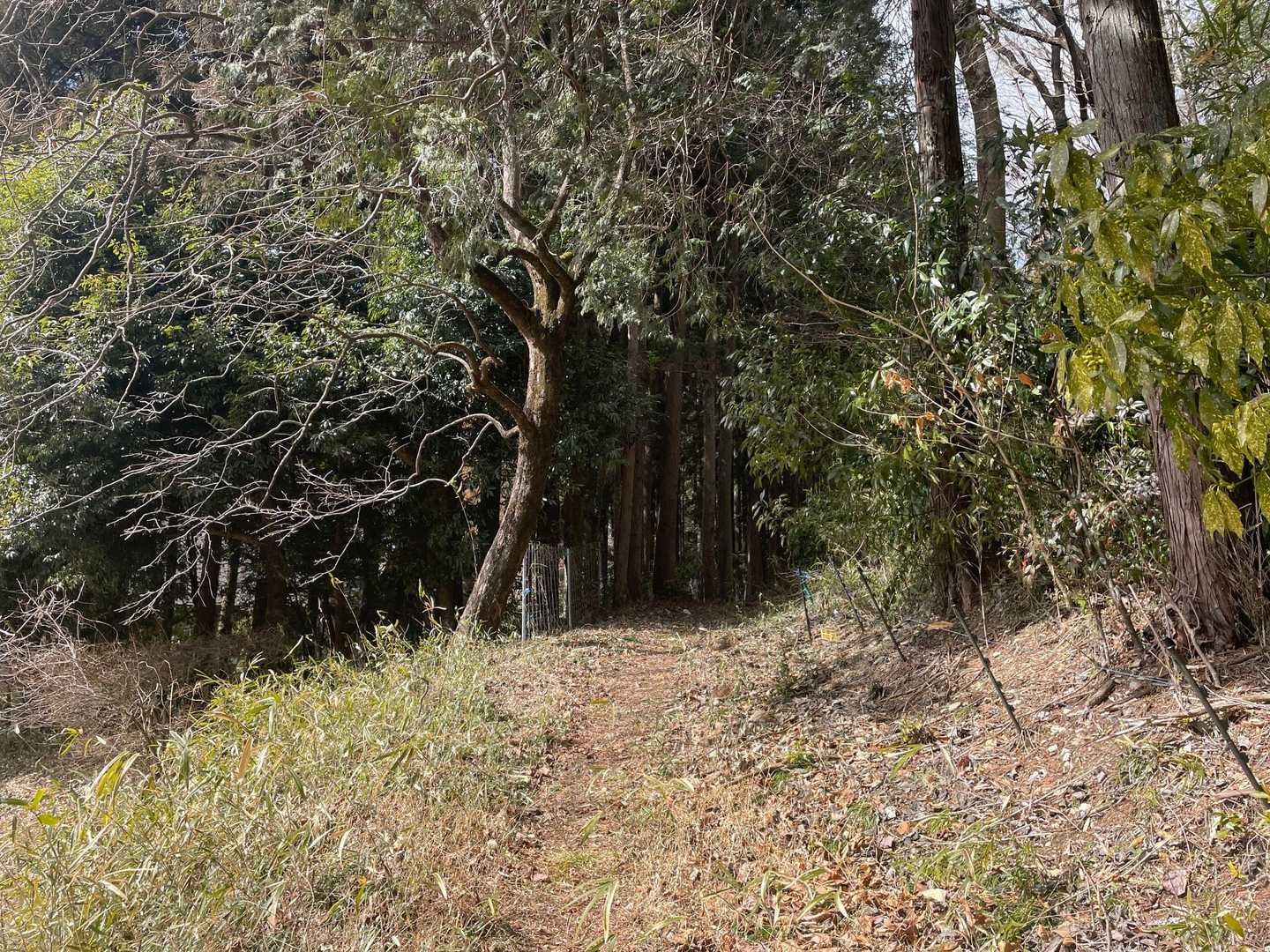 城山 登山口-城山-城山登山口 周回コースの写真