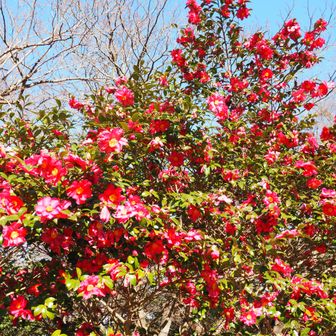 寒椿？たくさん咲いてた